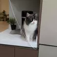 الصورة الأولى