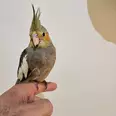 الصورة الأولى