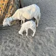 الصورة الأولى