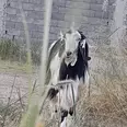 الصورة الأولى