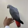 الصورة الأولى