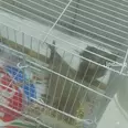 First Image