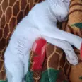 الصورة الأولى