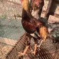الصورة الأولى