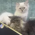 الصورة الأولى