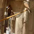 الصورة الأولى
