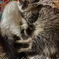 الصورة الأولى