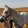 الصورة الأولى