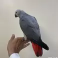 الصورة الأولى