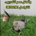 الصورة الأولى