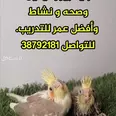 الصورة الأولى